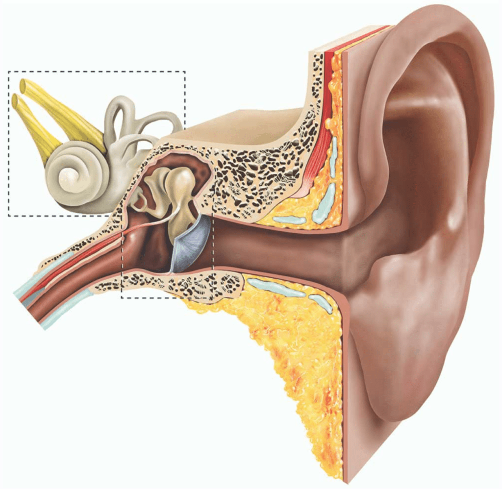 Grommet Insertion eido